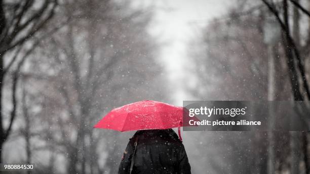 March 2018, Germany, Berlin: A passer-by walking through the snow in Friedrichshain. At the start of spring there has been snowfall once again in...