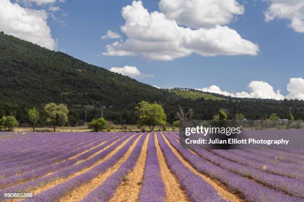lavender fields in provence, france. - mountain ranges in france photos et images de collection