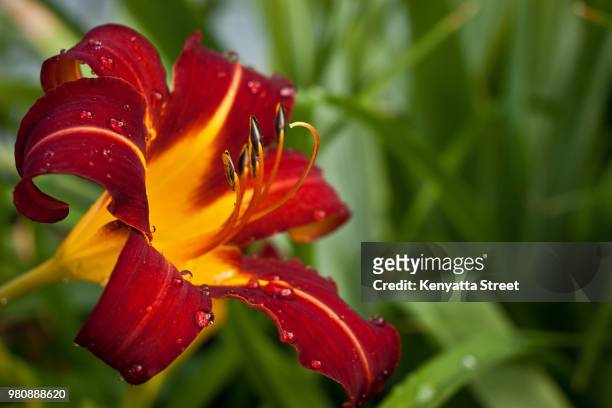 lily - kenyatta stock pictures, royalty-free photos & images