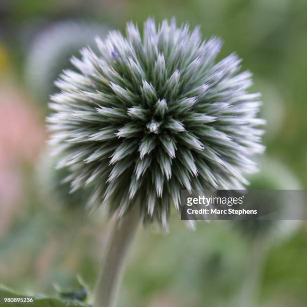 globe thistle 2 - globe thistle stock pictures, royalty-free photos & images