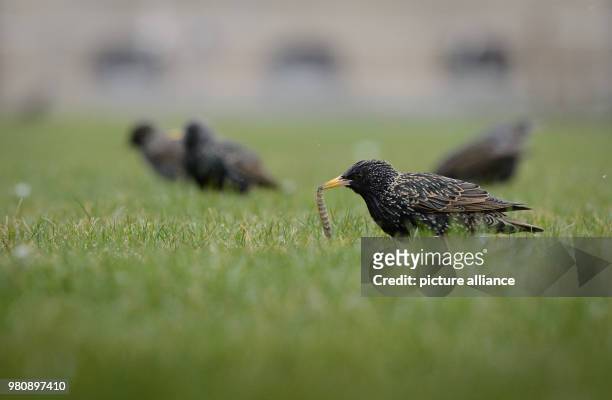 March 2018, Germany, Stuttgart: A starling has found something to eat in a park. Photo: Sina Schuldt/dpa