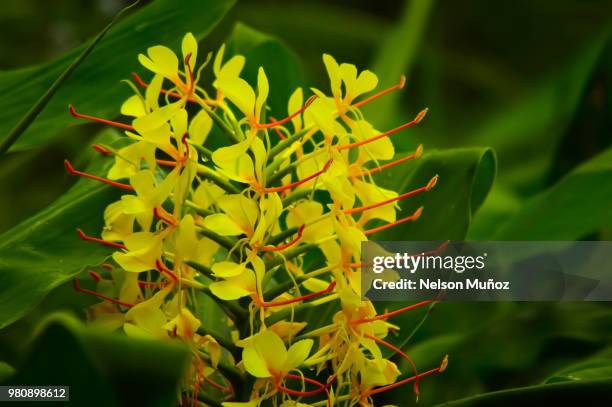 synchronized dance - hedychium gardnerianum stock pictures, royalty-free photos & images