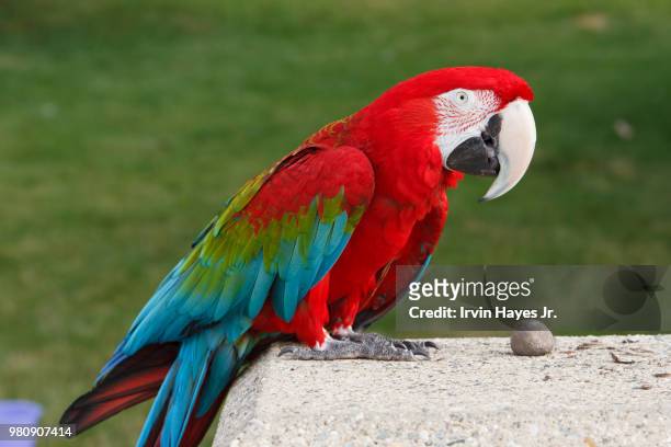 south haven - parrot - arara de asa verde imagens e fotografias de stock