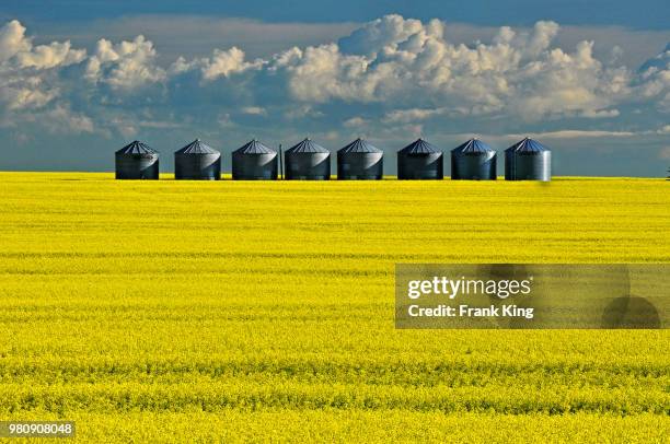 grain silos in yellow canola fields, beiseker, alberta, canada - canola stock-fotos und bilder