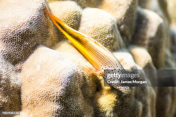 hawkfish - hawkfish stock pictures, royalty-free photos & images