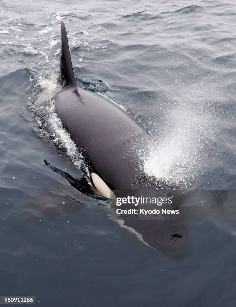 Killer whale spouts water while swimming off the Shiretoko Peninsula on Japan's northernmost main island of Hokkaido on June 21, 2018. ==Kyodo