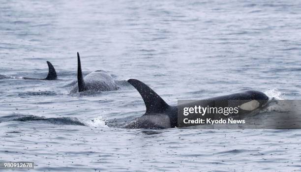 Killer whales swim off the Shiretoko Peninsula on Japan's northernmost main island of Hokkaido on June 21, 2018. ==Kyodo