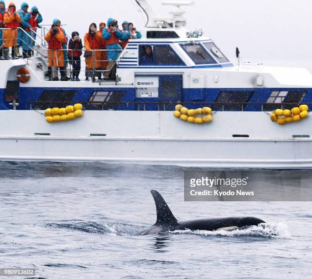 Tourists watch a wild killer whale swim off the Shiretoko Peninsula on Japan's northernmost main island of Hokkaido on June 21, 2018. ==Kyodo