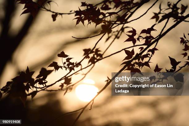 sunset maple leaf - taiyuan stock pictures, royalty-free photos & images