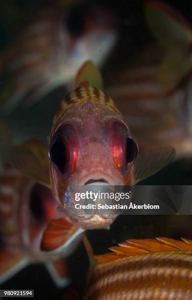 squirrel fish (holocentridae) - squirrel fish fotografías e imágenes de stock