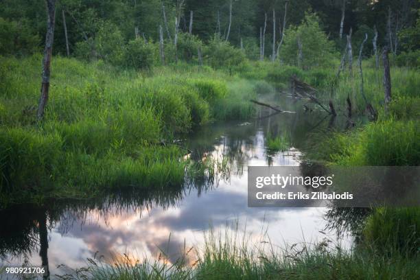 wild peace - latvia forest stock pictures, royalty-free photos & images