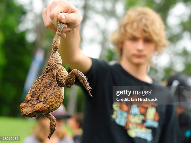 Toad Collection 41 Largest Toad Stock Photos, High-Res Pictures, and Images - Getty Images