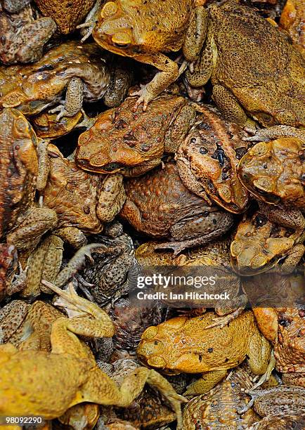 Toad Collection Townsville Hosts Cane Toad Collection Day Cull Photos and Premium High ...