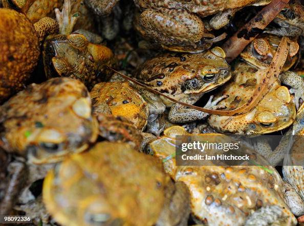 Toad Collection A collection of cane toads sit in a container during the now-annual ...
