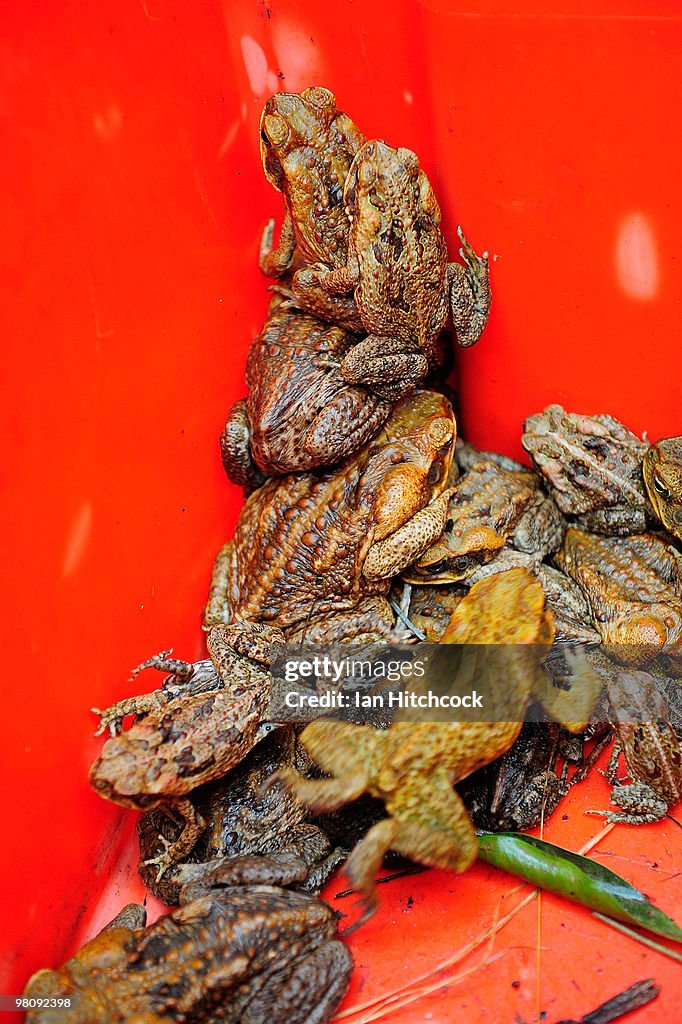 Toad Collection A collection of cane toads sit in a container during the now-annual ...