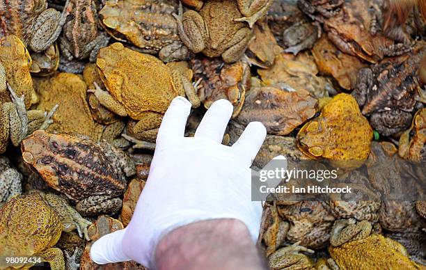 Collection of cane toads sit in a container during the now-annual Toad Day Out 2010, at the Thuringowa Soundshell on March 28, 2010 in Townsville,...