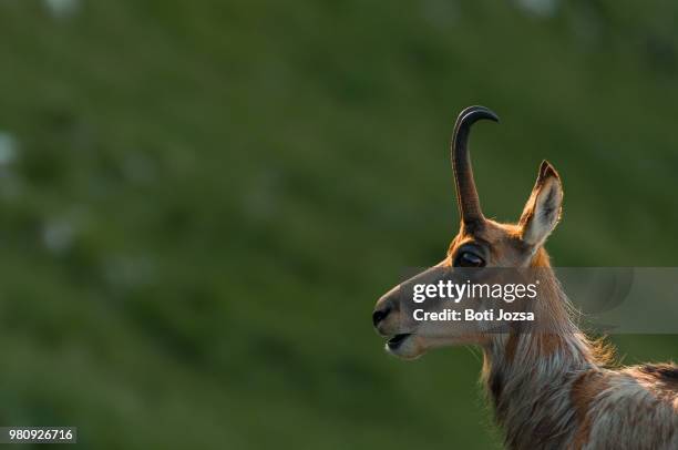 chamois (rupicapra spp.) goat-antelope in piatra craiului national park, romania - spp stock pictures, royalty-free photos & images