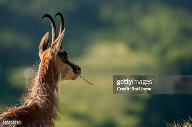chamois (rupicapra spp.) goat-antelope in piatra craiului national park, romania - spp stock pictures, royalty-free photos & images