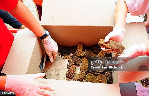 Toad Collection Cane Toad Australia Photos and Premium High Res Pictures - Getty Images