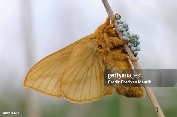 close-up of moth with eggs, europe - nattfjäril bildbanksfoton och bilder