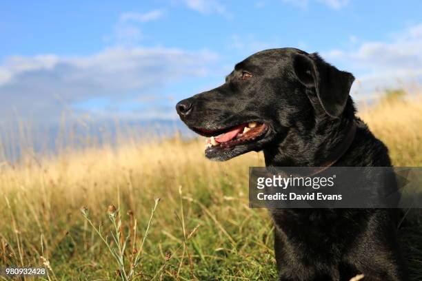 portrait of black labrador sitting in grass - black labrador 個照片及圖片檔