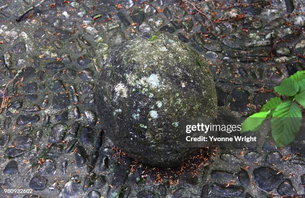 an odd ball - turtle ball stock pictures, royalty-free photos & images