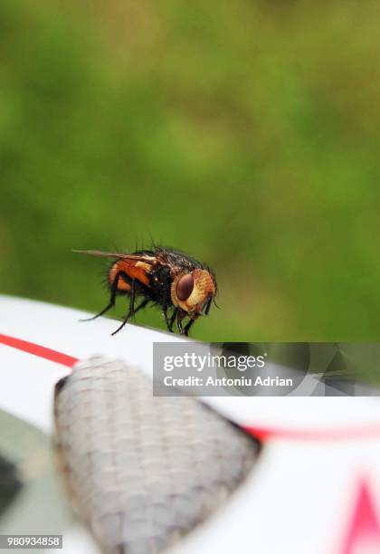 Helmet Fly Insect 1,246 Adrian Helmet Stock Photos, High-Res Pictures, and Images - Getty ...