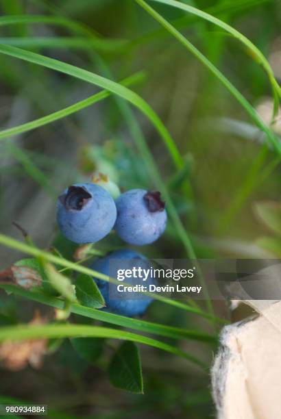 wild blueberries - devin bush stock pictures, royalty-free photos & images