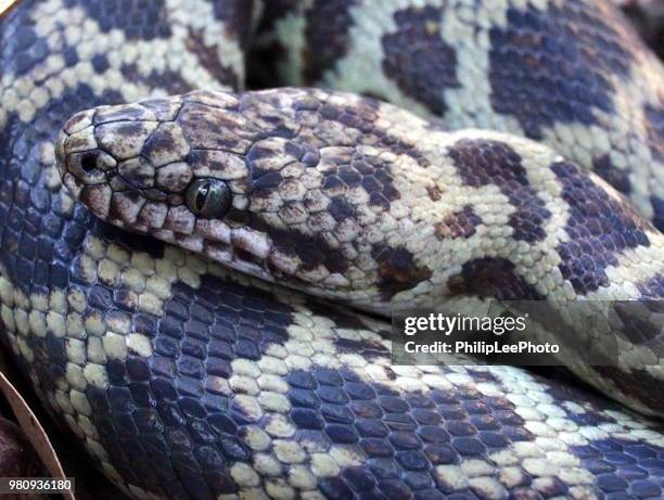 Jungle Tree Python Jungle Python Photos et images de collection - Getty Images