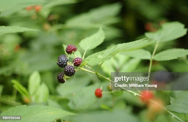 39 William Raspberry Stock Photos, High-Res Pictures, and Images ...