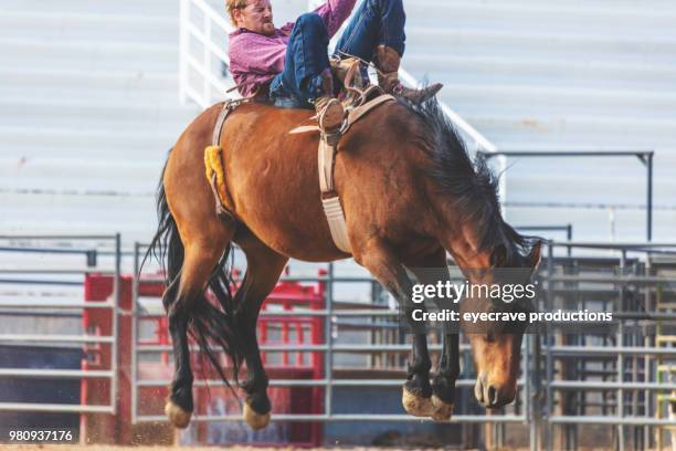 utah cowboy saddle bronc bareback riding western outdoors and rodeo stampede roundup riding horses herding livestock - horse saddle stock pictures, royalty-free photos & images