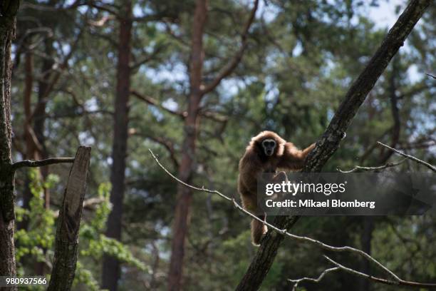 monkey climbing tree, kolmarden, sweden - monkey climbing tree stock pictures, royalty-free photos & images