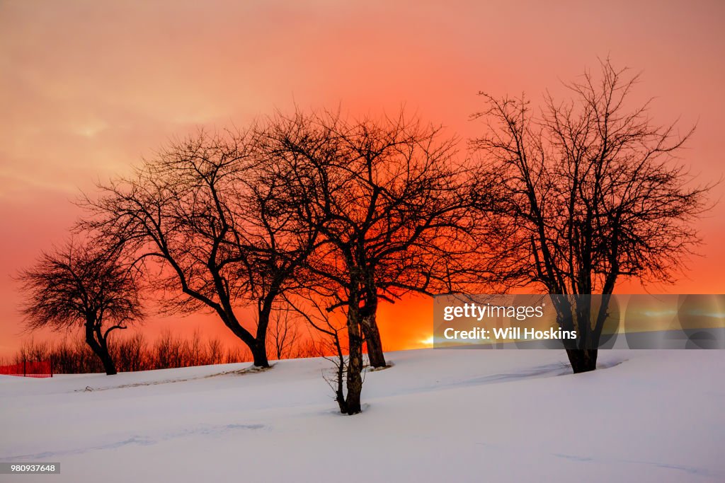 Apple Tree Sunset