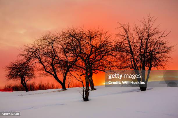 Apple Tree Sunset High-Res Stock Photo
