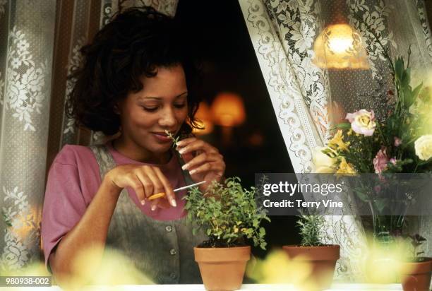 woman pruning and sniffing oregano plant on window sill - vine plant 個照片及圖片檔