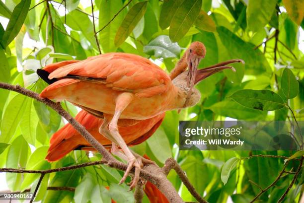 birds necking @dwa - necking stock pictures, royalty-free photos & images