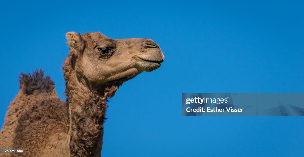 Portrait of Arabian camel (Camelus dromedarius) against clear sky