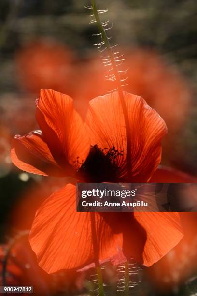 Fire Poppy 357 Fire Poppy Stock Photos, High-Res Pictures, and Images - Getty Images