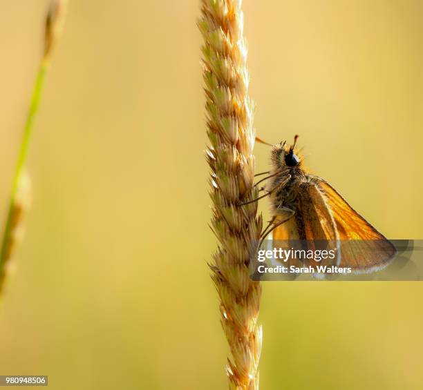 small skipper butterfly - hesperiidae stock pictures, royalty-free photos & images