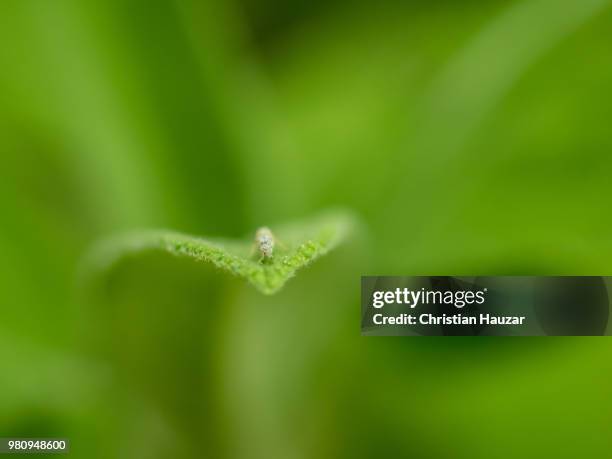 sage leafhopper 1 - leafhopper stock pictures, royalty-free photos & images