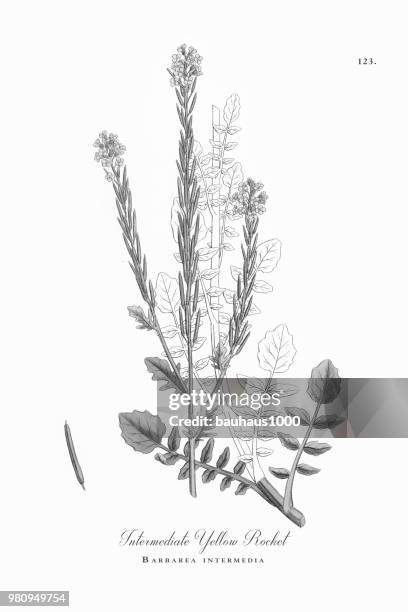 intermediate yellow rocket, barbarea intermedia, victorian botanical illustration, 1863 - rocket white background stock illustrations