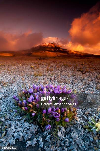 cotopaxi sunset - ecuador landscape stock pictures, royalty-free photos & images