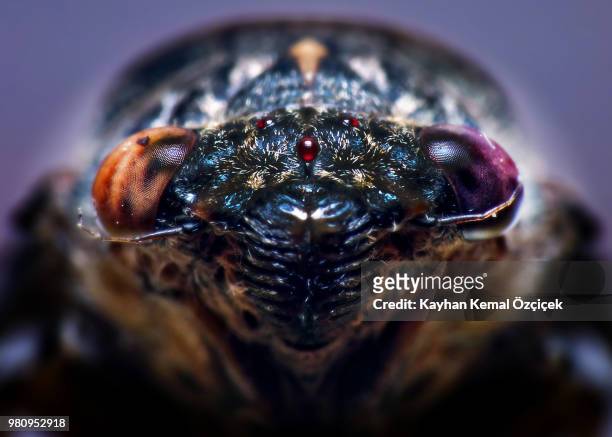 cacidas - beetles with pincers stock-fotos und bilder