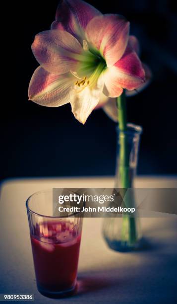 studio shot of tiger lily and glass with red drink, burgundy, france - glass vase black background foto e immagini stock