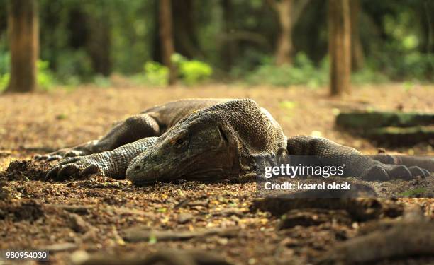 old komodo dragon. - nusa tengara oriental imagens e fotografias de stock