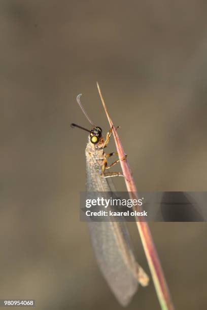Threadwing Lion Insect Antlion Photos and Premium High Res Pictures - Getty Images