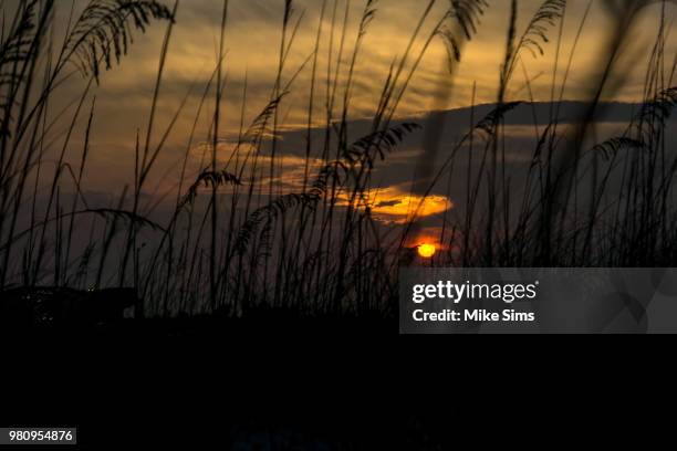 Mike Sims Collection 1,217 Mike Sims Stock Photos, High-Res Pictures, and Images - Getty Images