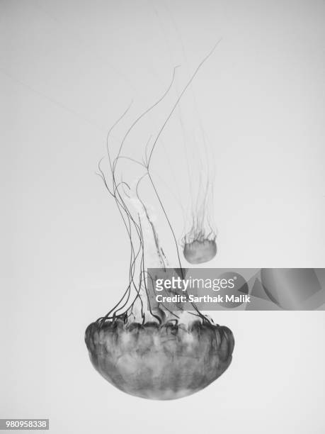 jellyfish upside down - upside down jellyfish bildbanksfoton och bilder