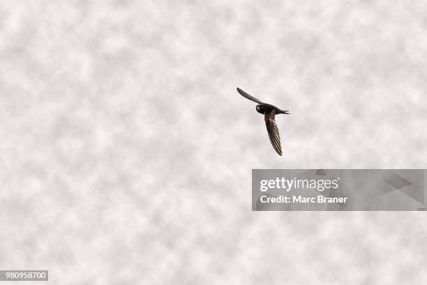 common swift - common swift flying stock pictures, royalty-free photos & images