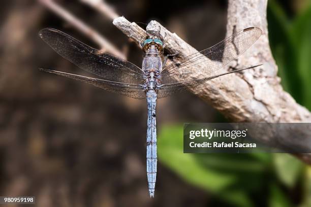 blue dragonfly - libellulidae stock pictures, royalty-free photos & images